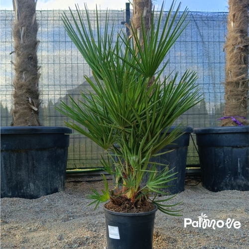 Chameorops Humilis 80cm